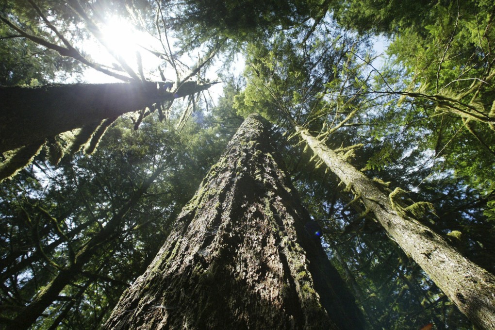 Douglas fir trees along the Salmon river trail on the Mount Hood National Forest outside Zigzag, Oregon, US, in an undated picture. Increasingly, there is awareness that a farmer-centric effort to regenerate soil and food production can tackle our food crisis and water shortages, and also capture carbon. Photo: AP