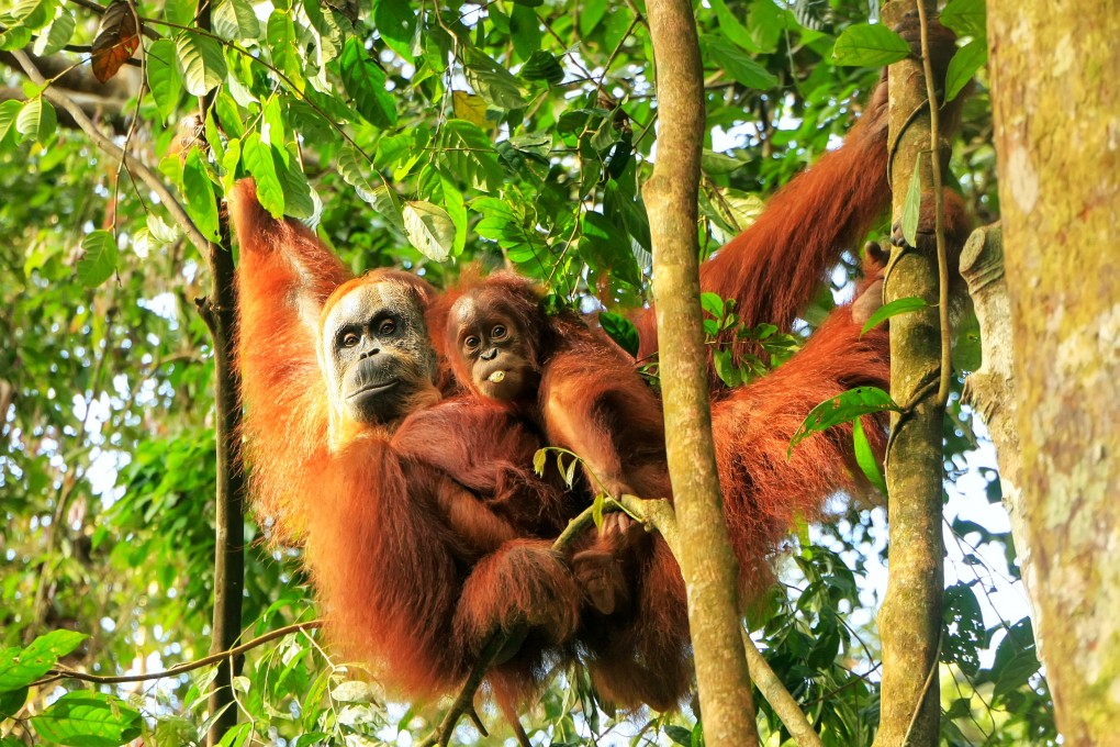 Sumatra, Indonesia, is famous for wild orangutans (above) and tigers, rainforests, surfing, volcanoes and its amazing biodiversity. Photo: Shutterstock