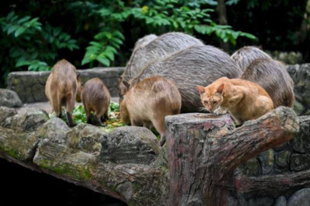 Zoo Negara officially introduced Oyen the cat as part of the capybara enclosure in June. Photo: YouTube/Free Malaysia Today