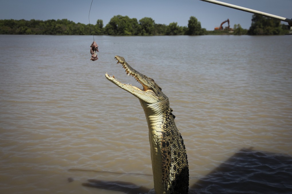A crocodile mauled two soldiers when they went for a swim in infested waters in northeastern Australia. File photo: SCMP