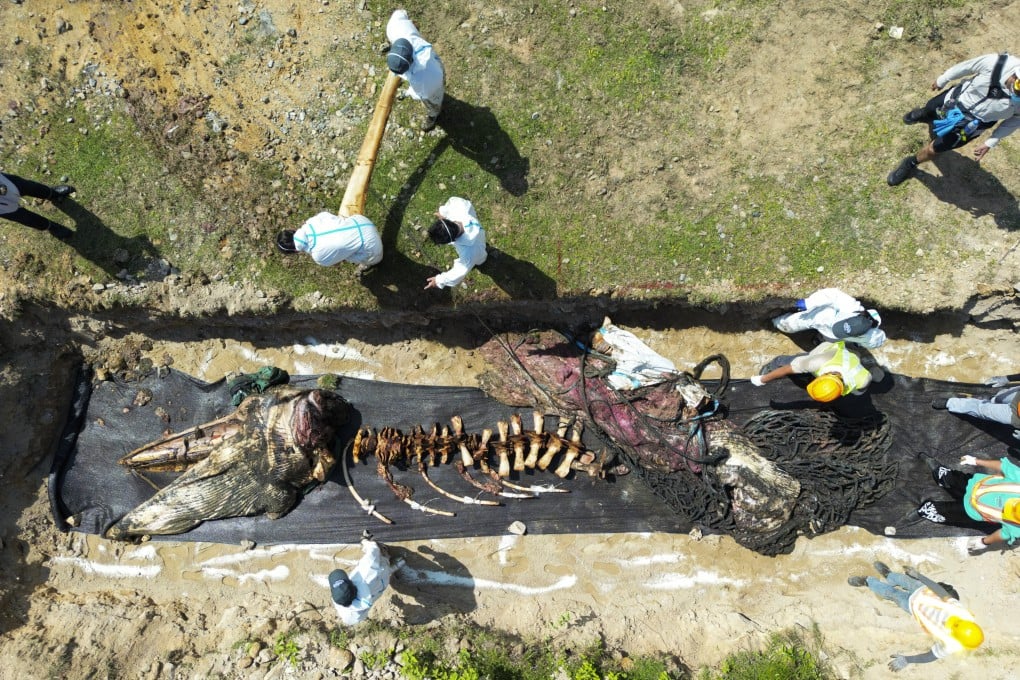 The whale carcass is buried near the High Island Reservoir west dam on August 8. Photo: Sam Tsang