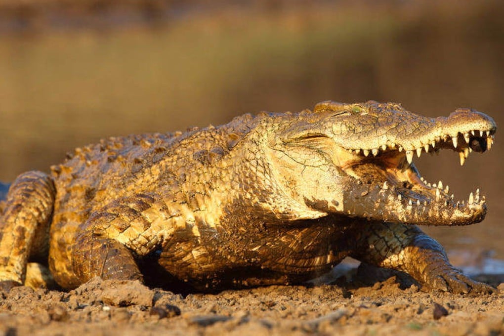 Nile crocodiles appear to be sympathetic to the sound of crying babies. Photo: Shutterstock