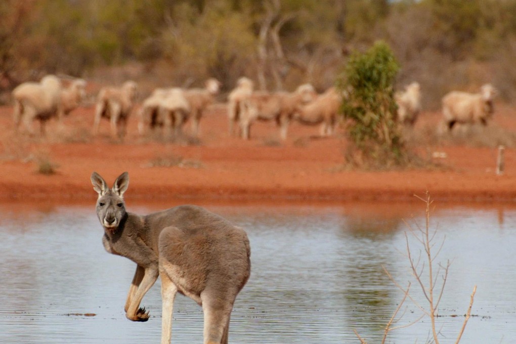 A kangaroo standing next to a waterhole near Australia’s White Cliffs. In Australia, anyone with a licence is allowed to shoot kangaroos. Photo: AFP