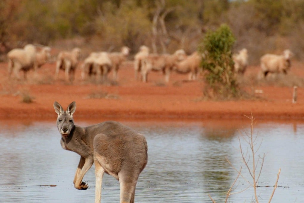 A kangaroo standing next to a waterhole near Australia’s White Cliffs. In Australia, anyone with a licence is allowed to shoot kangaroos. Photo: AFP