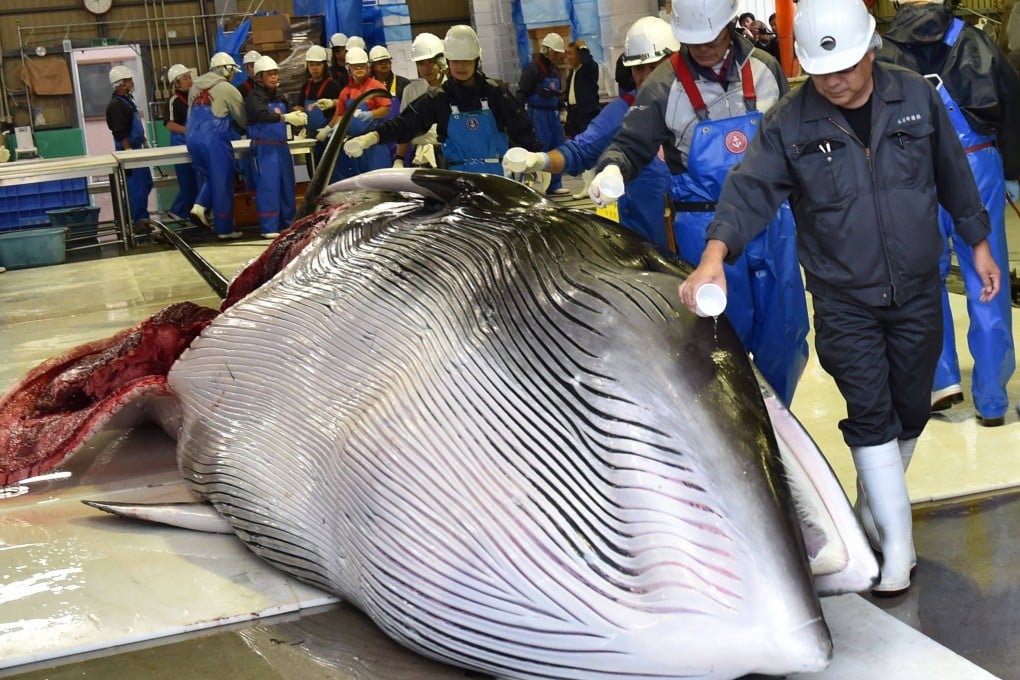A whale is unloaded in Hokkaido in 2019 after Japan resumed commercial hunting of the marine mammals. Photo: AFP