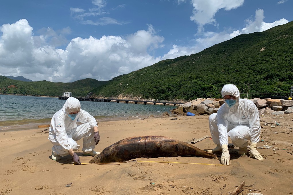 Staff from the Ocean Park Conservation Foundation measure the carcass found on a beach near Joss House Bay. Photo: SCMP