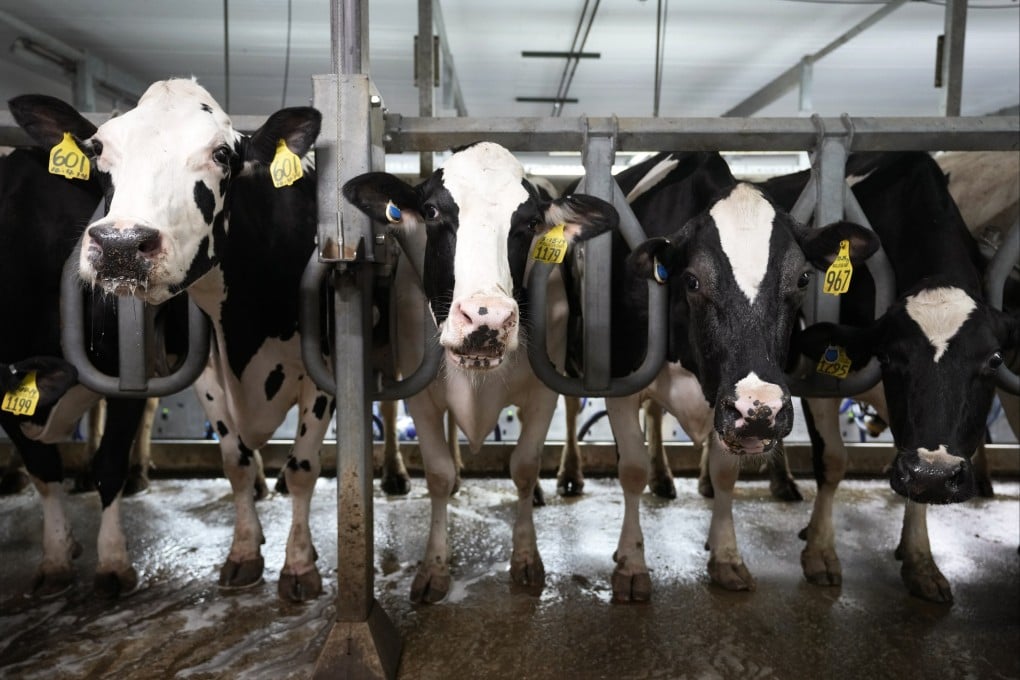 Cows stand in a milking parlour on a dairy farm in New Vienna, Iowa, on July 24. Before animals are born into the meat, dairy and egg industries, their fates are already sealed. Photo: AP
