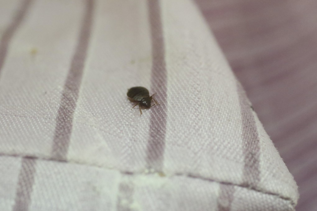 Singapore man sets mattress on fire to kill bed bugs, smoke causes death of  maid living upstairs