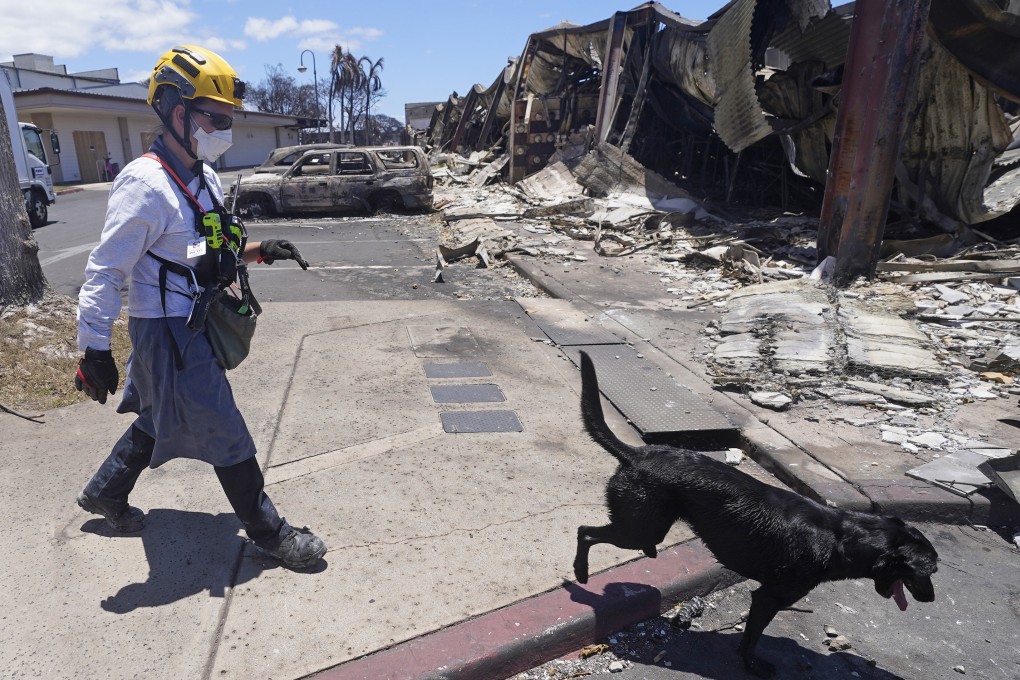 A trained cadaver dog in Lahaina, Hawaii, following heavy damage caused by wildfires. Photo: AP