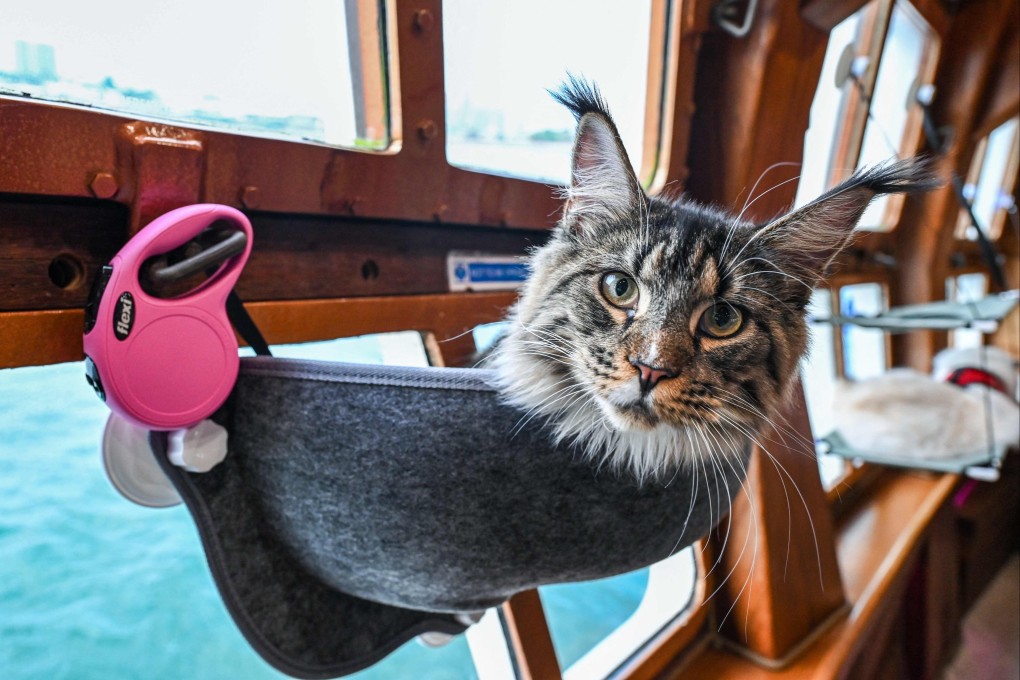 A cat enjoying the Royal Albatross, a luxury tall ship that hosts sailing and dining experiences around the waters of Singapore with pets allowed. Photo: AFP