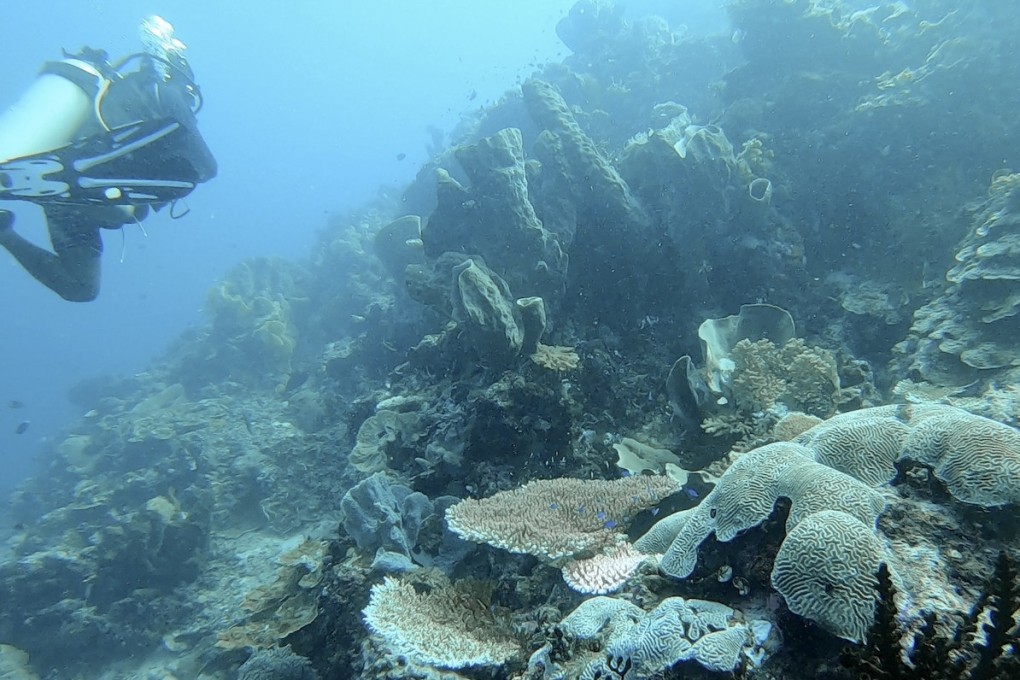 A scuba diver in the waters of the Togian Islands. Cyanide poisoning and dynamite fishing have left reefs denuded and damaged. Photo: Dave Smith