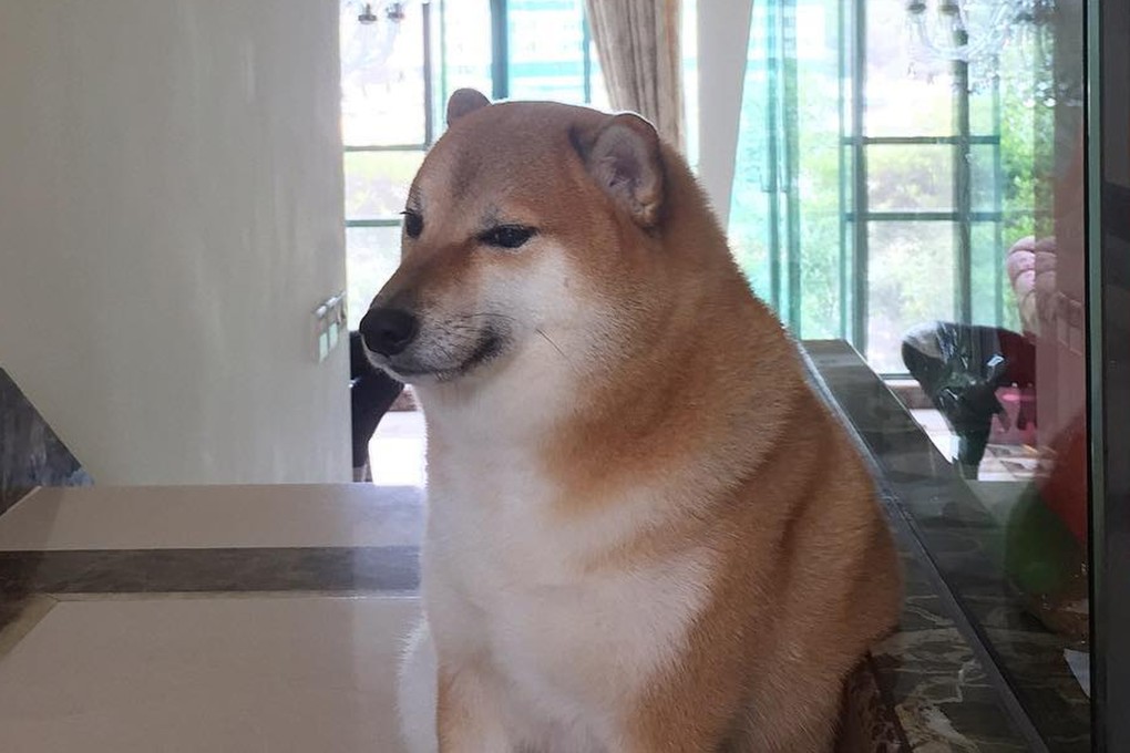 Balltze, the face of the ‘Cheems’ doge memes, died after a battle with cancer, his Hong Kong owner wrote in a heartfelt tribute on Instagram. Photo: Instagram / @Balltze
