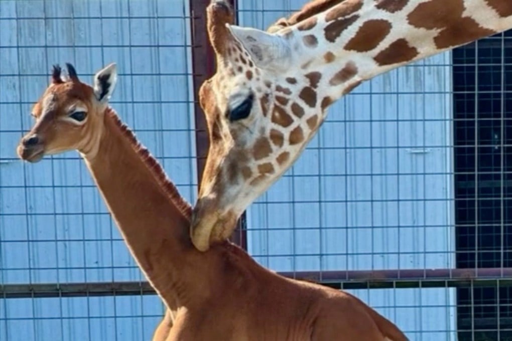 A rare spotless giraffe born at Bright’s Zoo is seen in Johnson City, Tennessee on Tuesday. Photo: Bright’s Zoo/TMX via Reuters
