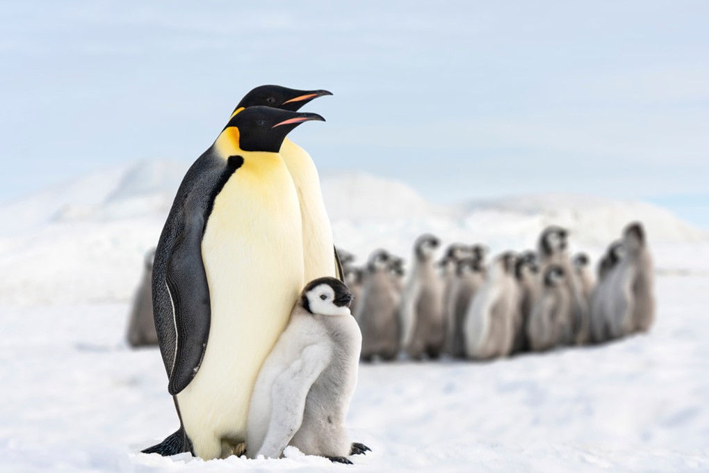 Baby emperor penguins are struggling to survive, with sea ice melting too early. Photo: Handout