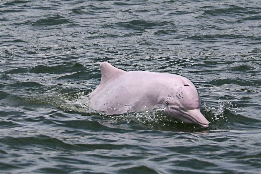 A Chinese white dolphin, which is considered a vulnerable species, in Lantau waters. Photo: Xiaomei Chen