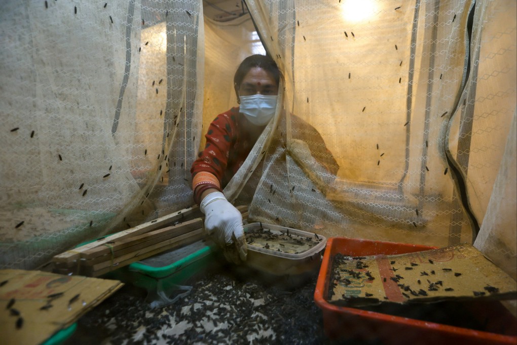 Mana Maya Shrestha, 47, collects fly eggs at a farm run by seven women in a village in Nepal. Photo: Reuters
