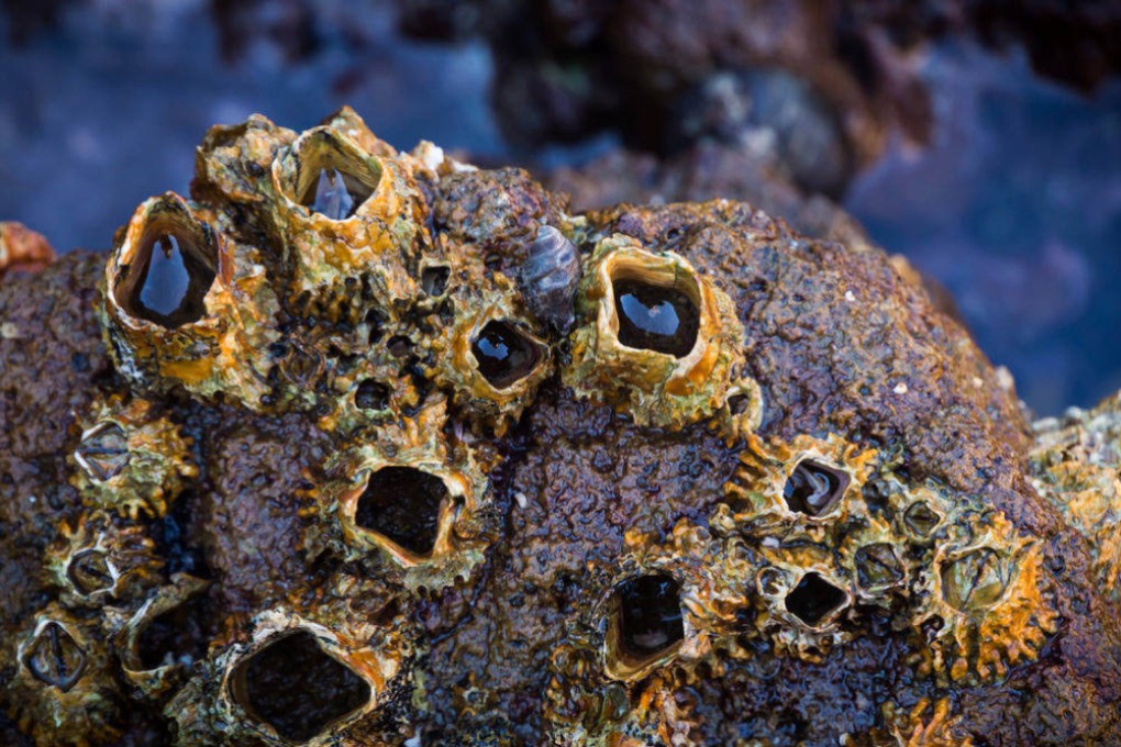 Barnacles. Researchers have been able to provide important information in the search for MH370 by studying how barnacles formed on a piece of plane debris. Photo: Shutterstock