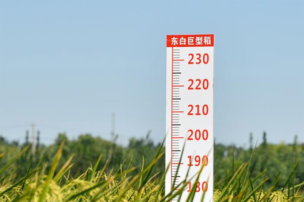 China’s giant rice hybrid yields bumper harvest in what could be ‘game ...