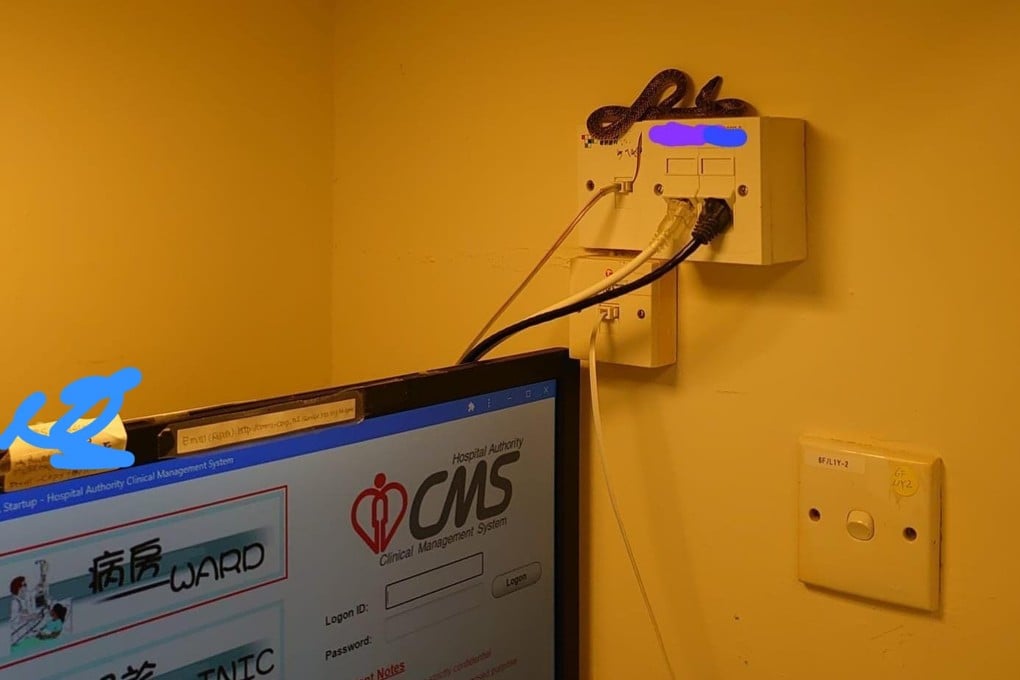 The snake was found at Queen Mary Hospital early on Friday. Photo: Handout