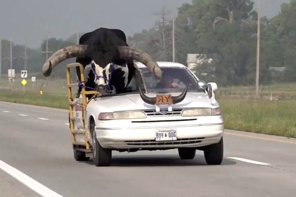 A bull rides in the passenger seat of a vehicle on a highway in Norfolk, Nebraska, on Wednesday. Photo: News Channel Nebraska via Reuters
