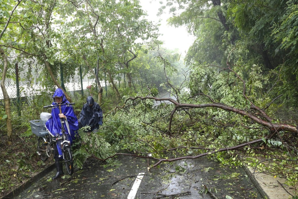 A fallen tree blocks the path of bikers in Sha Tin in the aftermath of Saola. Photo: Sam Tsang