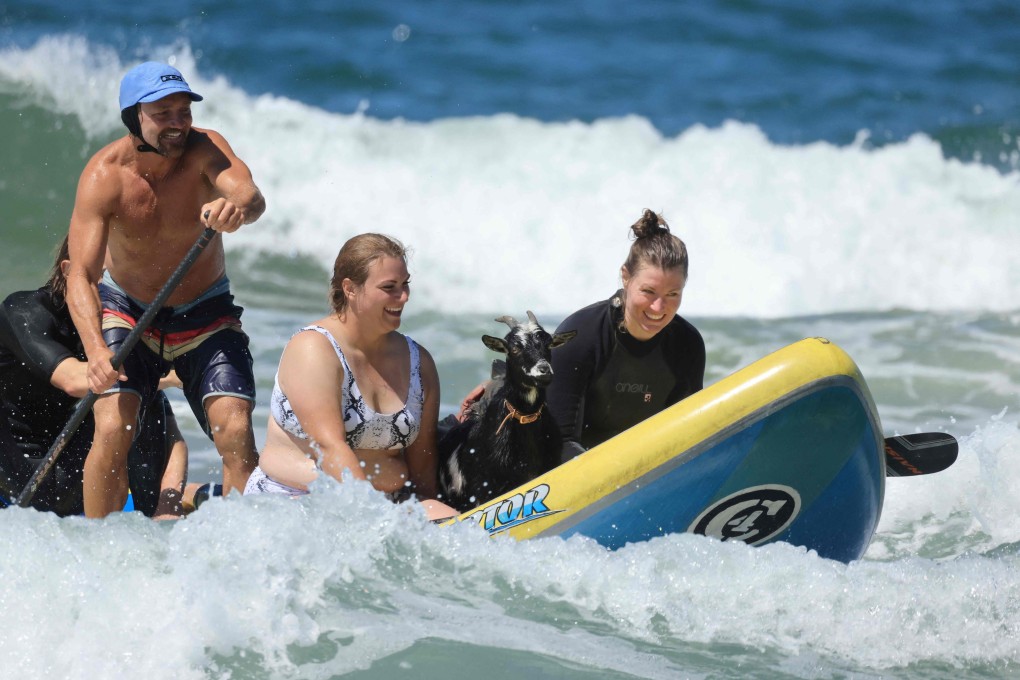 Elizabeth French (centre) and Rebekah Abern surf with Chupacabrah the goat, Surfing Goats owner Dana McGregor, and Eddie King, during a lesson in Pismo Beach, California, on Tuesday. Photo: AFP