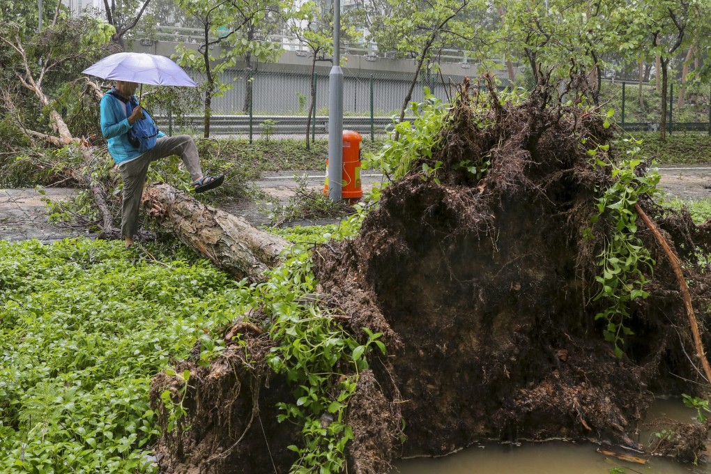 A resident steps over a fallen tree in Shatin amid the aftermath of Super Typhoon Saola. Photo: Sam Tsang