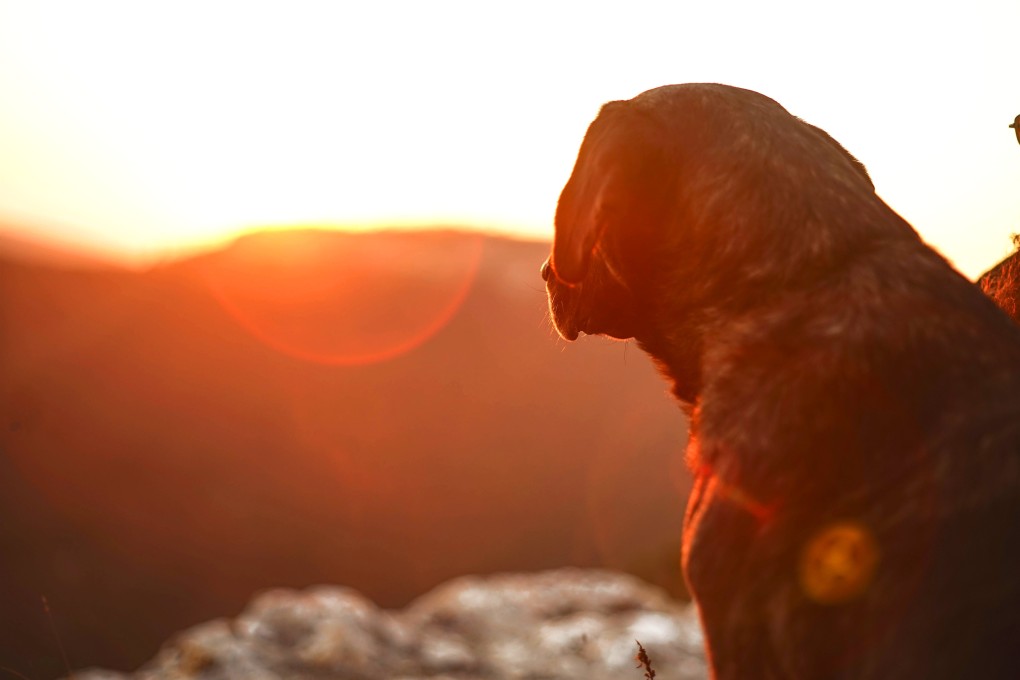 According to legend, dogs in southwest China would bark at the rare sight of sun in the springtime. Photo: Shutterstock
