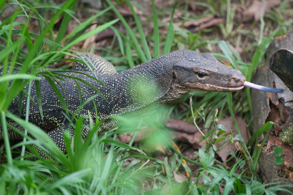 Aberdeen is a water monitor lizard that is 1.5 metres long. Photo: Sam Tsang