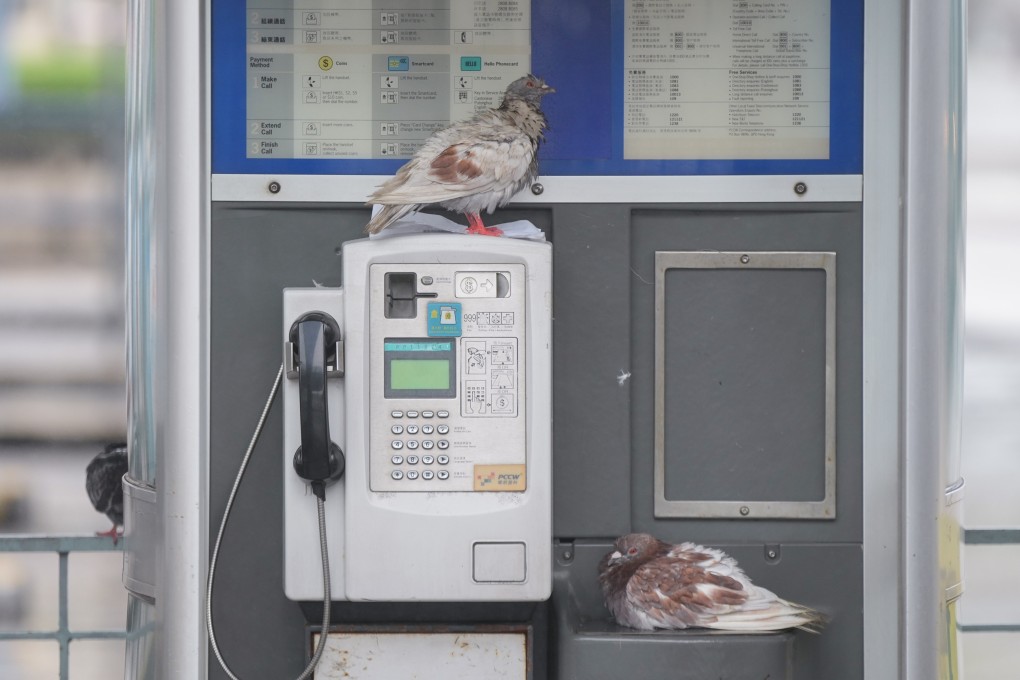 Opinion | Did anyone spare a thought for the safety of animals