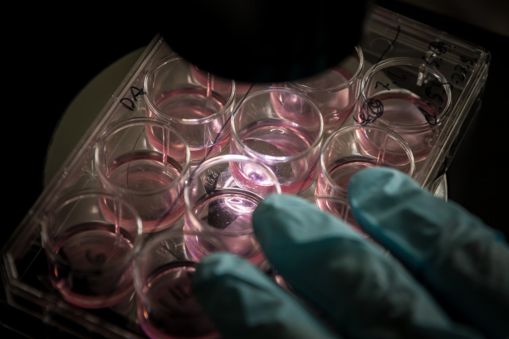 Scientists have used stem cells to create structures that resemble human embryos in the lab. File photo: Shutterstock