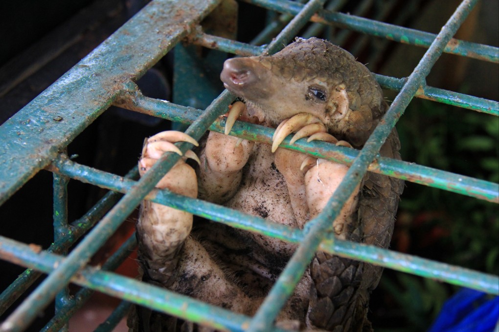 Pangolins are among the world’s most endangered species. Photo: Shutterstock