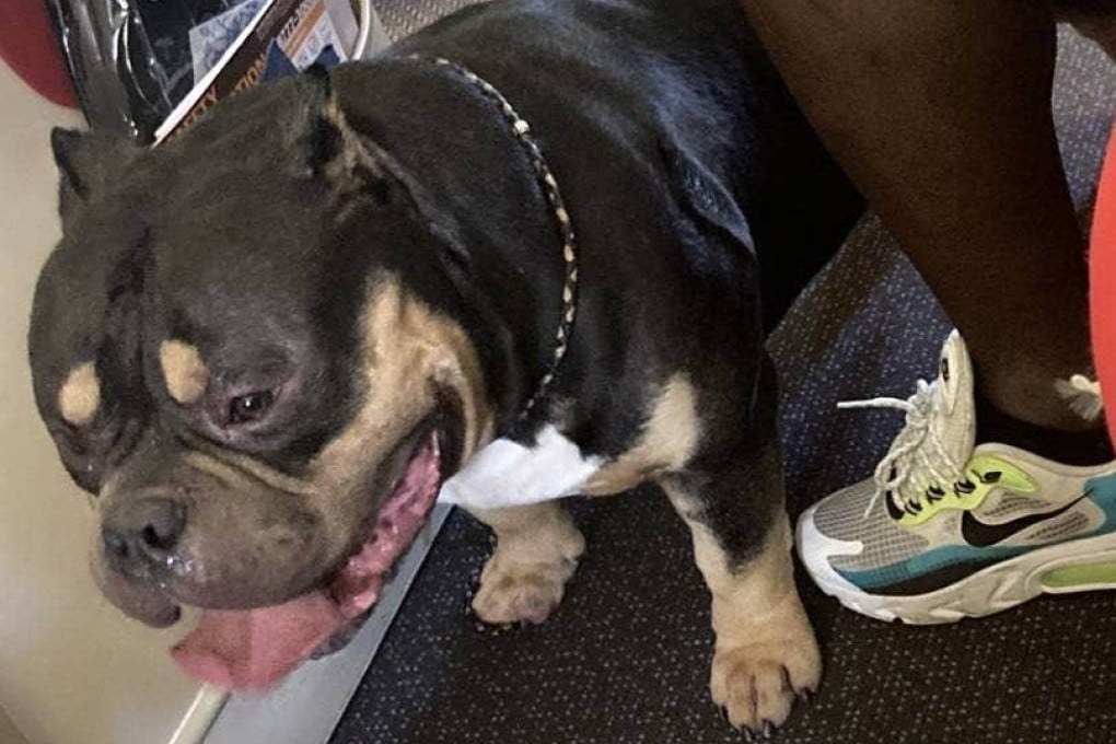 The dog a couple say was passing wind, drooling, and “snorting” throughout their flight. Photo: Handout