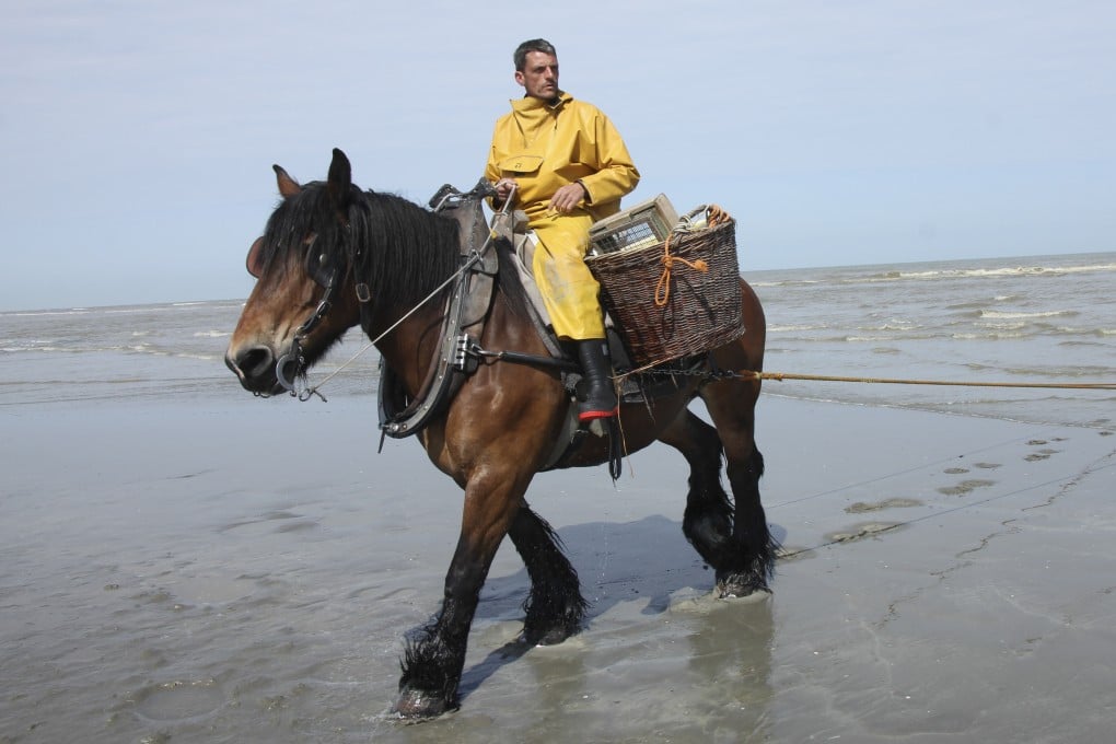 A horse-riding shrimp fisherman drags the shallow waters at the Belgian beach resort of Oostduinkerke. The traditional practice was recognised in 2013 by Unesco as intangible cultural heritage. Photo: John Brunton