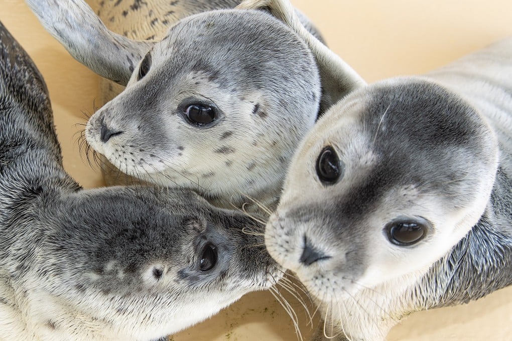 Seal pups. In addition to the incident involving a shark, two fur seals were beheaded, a penguin was decapitated and several migrant shorebirds had their heads removed and bodies abandoned on a New Zealand beach. Photo: EPA-EFE