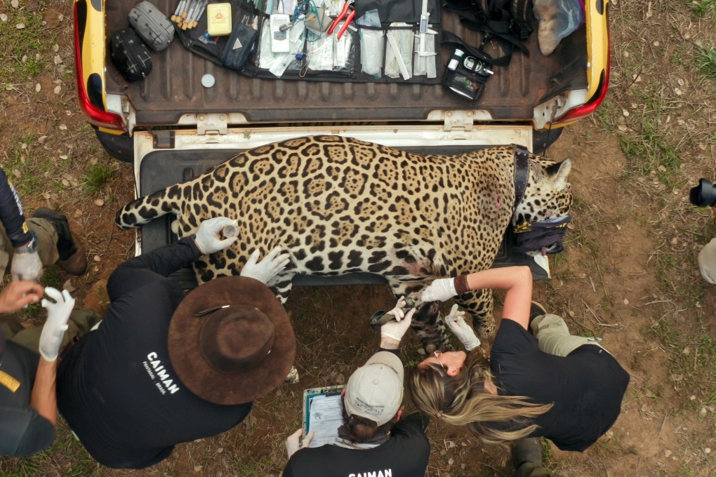 The BBC’s second series of Changing Planet looks at conservation successes in vulnerable habitats in places including California, Brazil (above), the Arctic and Cambodia. Photo: BBC Studios