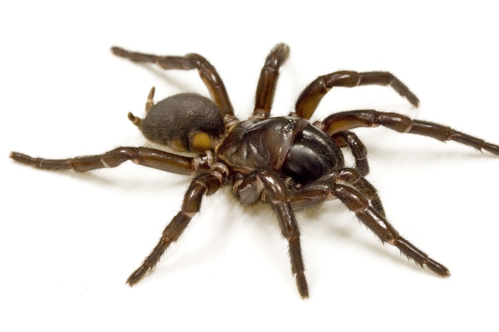 A funnel web spider from Australia. Photo: AFP