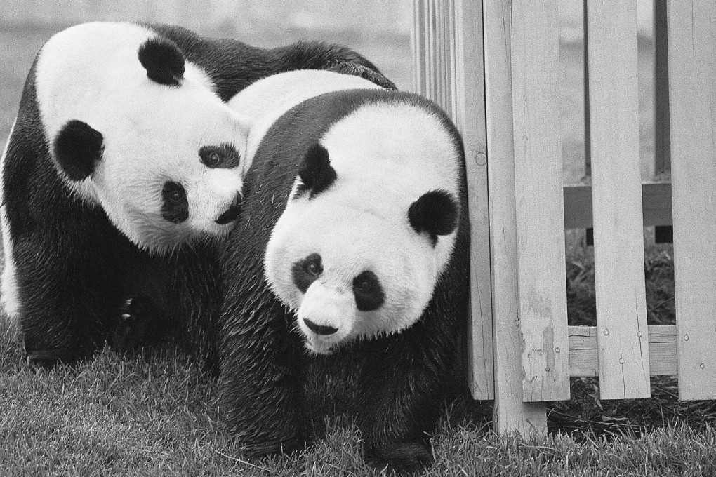 Bearing gifts: why China sends giant pandas to other countries | South