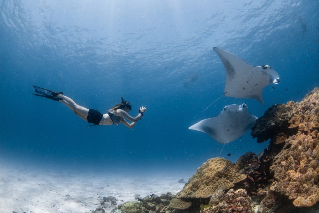 The world’s largest group of manta rays gather in the waters near Four Seasons Resort Maldives at Landaa Giraavaru, and the resort organises encounters with the fish. Photo: Four Seasons Maldives