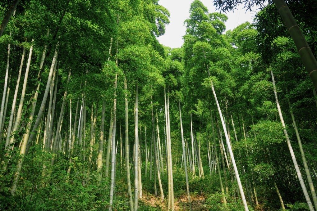 Bamboo trees growing towards the sun in Anji county China. Photo: Shutterstock