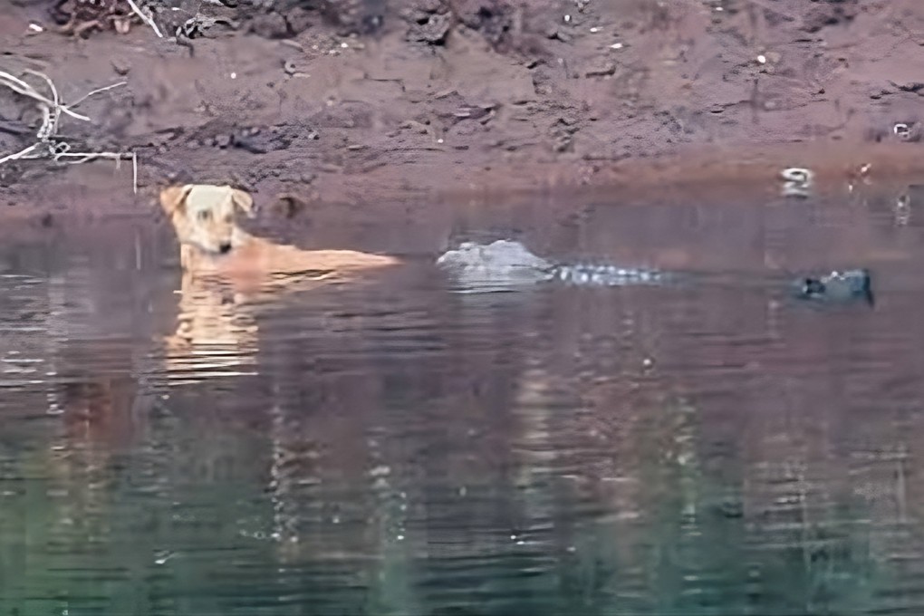 The frightened dog that appeared to be “escorted” by a crocodile, rather than being eaten, in India’s Maharashtra state. Photo: Journal of Threatened Taxa/Handout