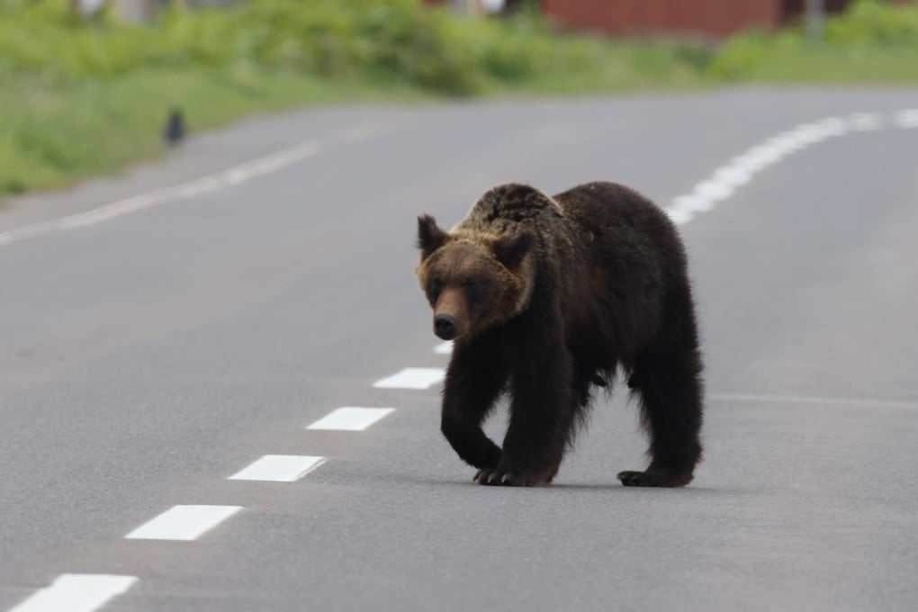 A brown bear walks in Shiretoko National Park, Hokkaido, Japan. Photo: Shutterstock