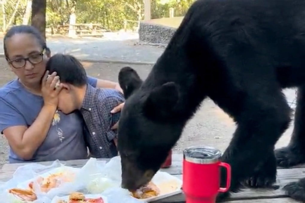 A black bear eats food left on a table at a family picnic, in Mexico. Photo: Angela Chapa/via Reuters