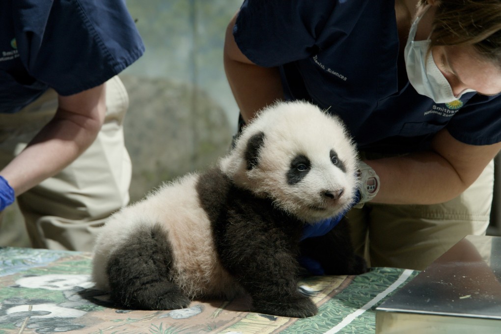 Three-month-old Xiao Qi Ji, or Little Miracle, gets a checkup in November 2020. The giant panda was born via artificial insemination during the pandemic. More than a million watched his live-streamed birth take place at the Smithsonian’s National Zoo in Washington. Photo: Handout via Xinhua