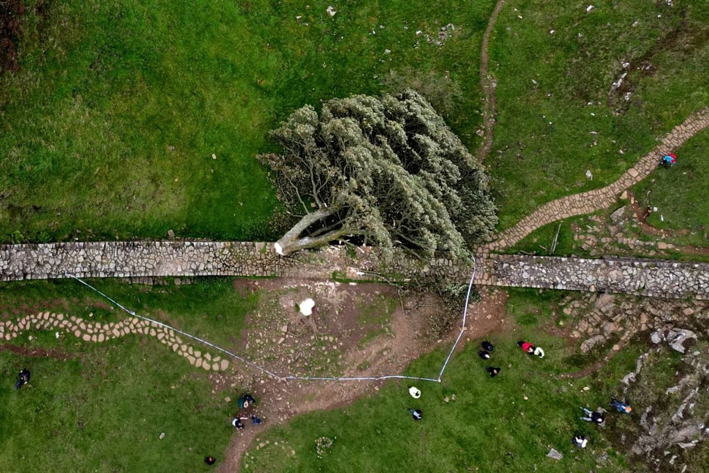 News about the tree was met with dismay and outrage. Photo: Reuters