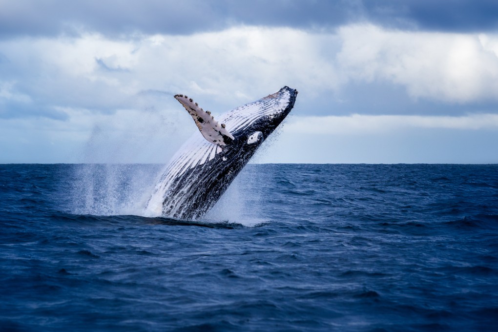 Australia’s extensive coastline hosts 10 large and 20 smaller species of whales. Photo: Shutterstock