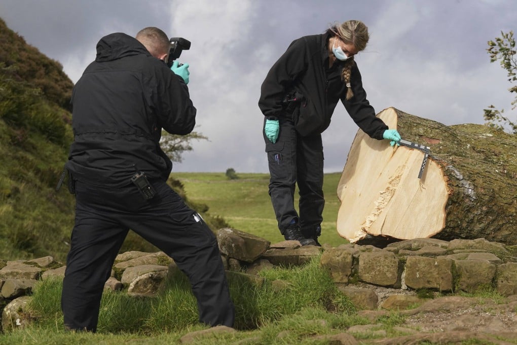 Forensic investigators from Northumbria Police examine the felled Sycamore Gap tree in England on Friday. Photo: PA via AP