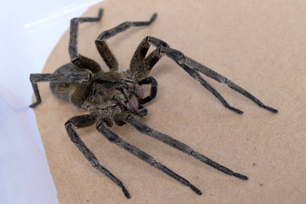 A banana spider kept at a Brazilian research centre to develop a medicine to treat erectile dysfunction. Photo: AFP