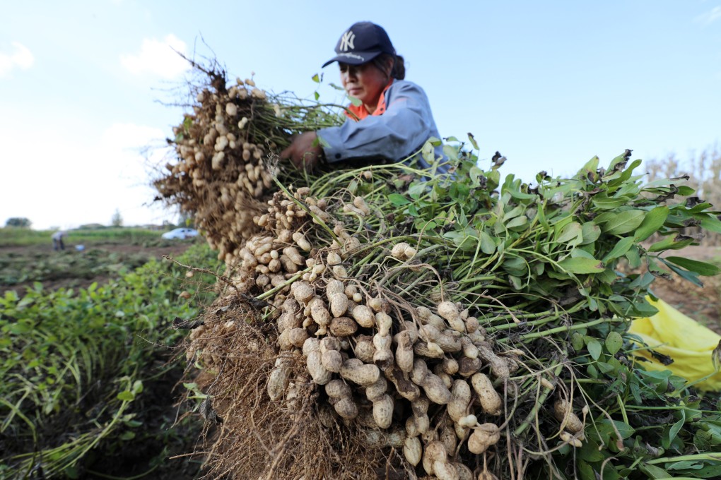 A villager in Shannantou village, Shandong province sorts harvested peanuts on August 30, 2023. Agricultural and food self-sufficiency are a top priority for China’s government in the coming years. Photo: Xinhua