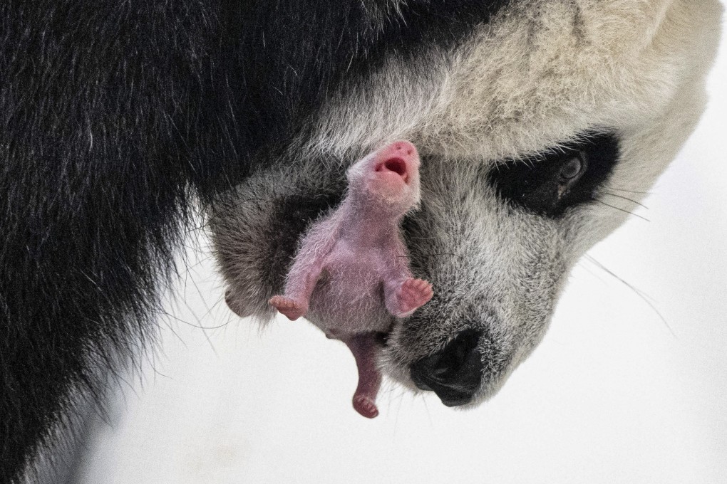 On August 31, Moscow Zoo released a photo of giant panda Dingding carrying its cub. Researchers in Scotland have found latitude affects the activity and breeding success of pandas in captivity around the world. Photo: EPA-EFE/Moscow Zoo Press Service